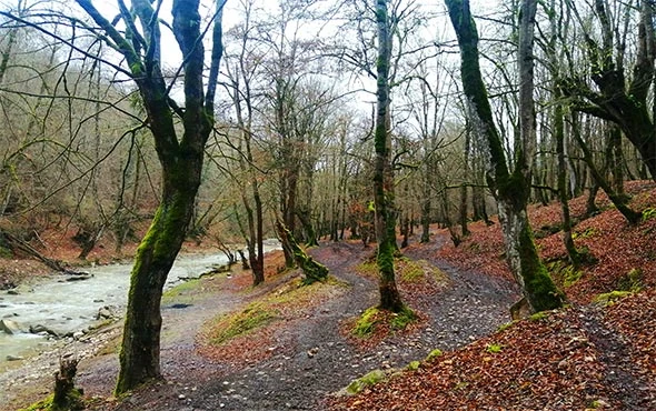 تور جنگل بلیران