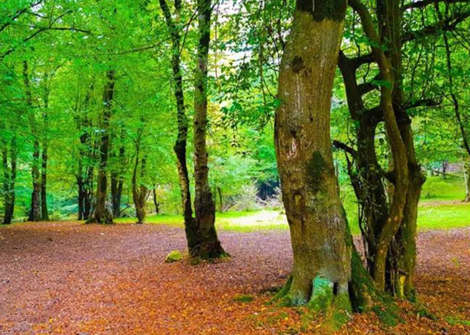 تور جنگل بلیران