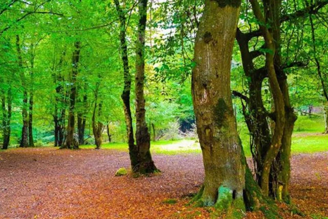 تور جنگل بلیران