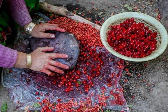 تور دژ لمبسر تا روستای هیر (ویژه زغال اخته) | 1 روزه