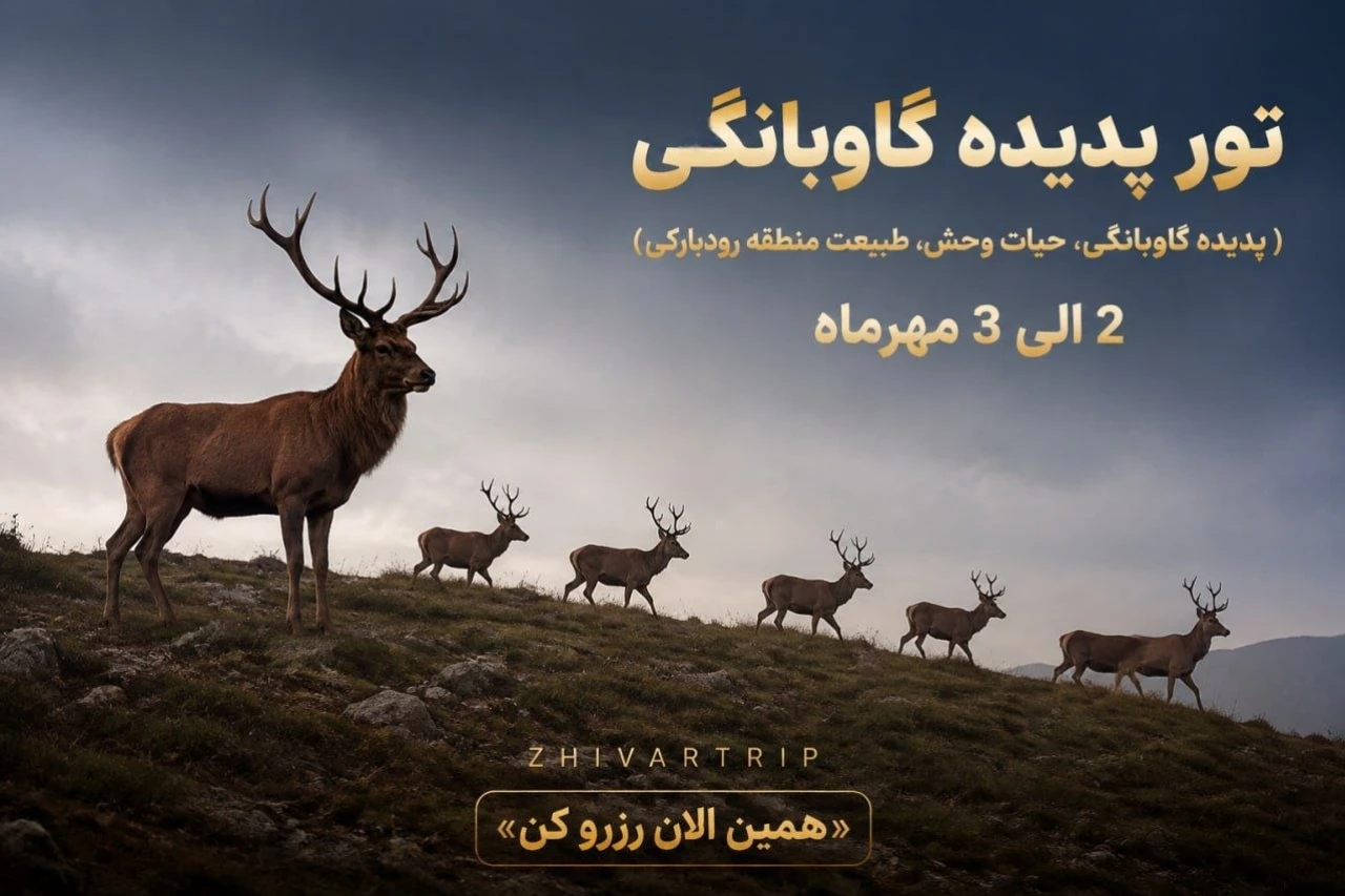تور پدیده حفاظتی گاوبانگی